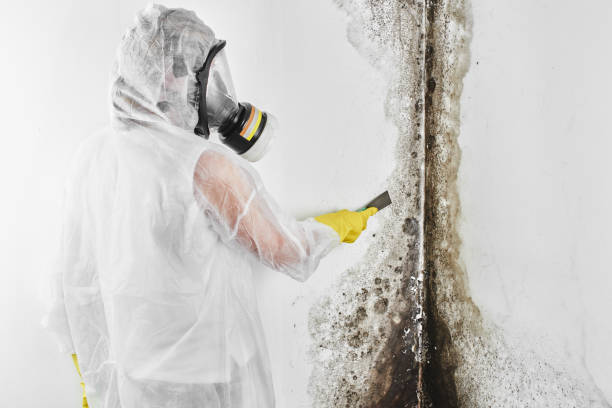 Best Mold Damage Repair  in Campbell, OH