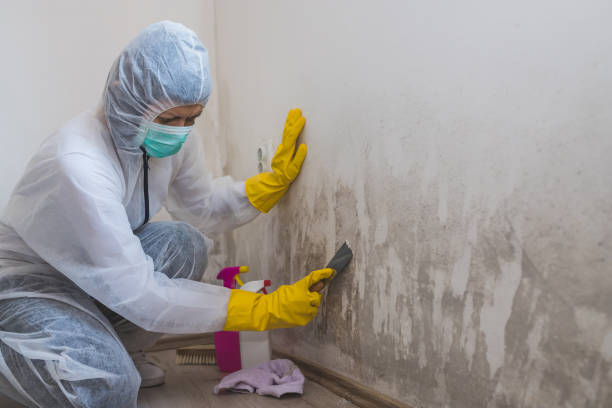 Best Commercial Mold Removal  in Campbell, OH