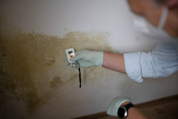 Best Home Mold Removal  in Campbell, OH