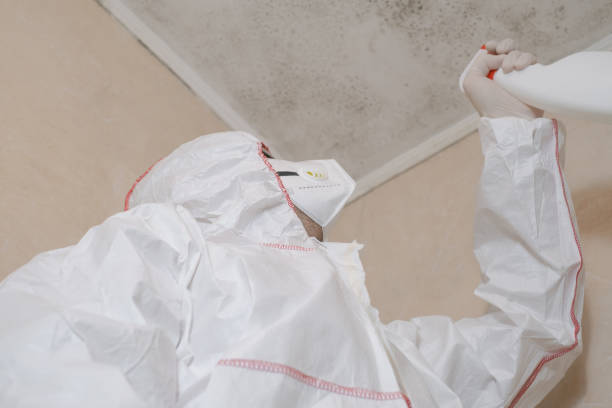 Best Black Mold Removal  in Campbell, OH