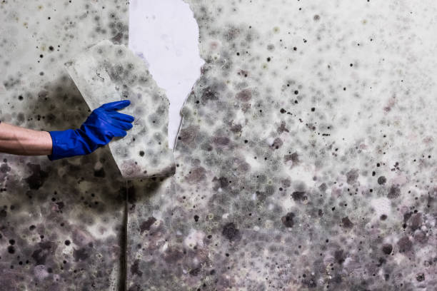 Best Affordable Mold Removal  in Campbell, OH