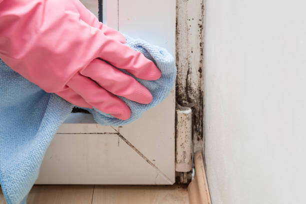 Best Same-Day Mold Removal  in Campbell, OH