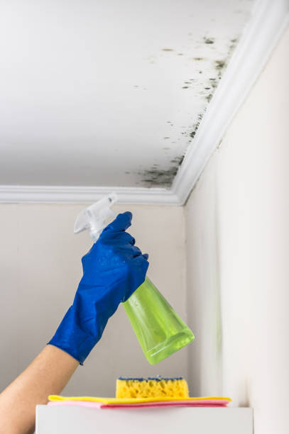 Professional Mold Removal in Campbell, OH